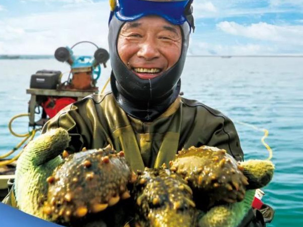海參行業(yè)安全典范丨好當家海參連續(xù)14年獲得國家有機認證
